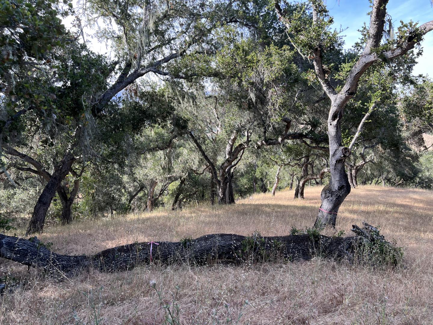 Detail Gallery Image 23 of 43 For 16 Sleepy Hollow Dr, Carmel Valley,  CA 93924 - – Beds | – Baths