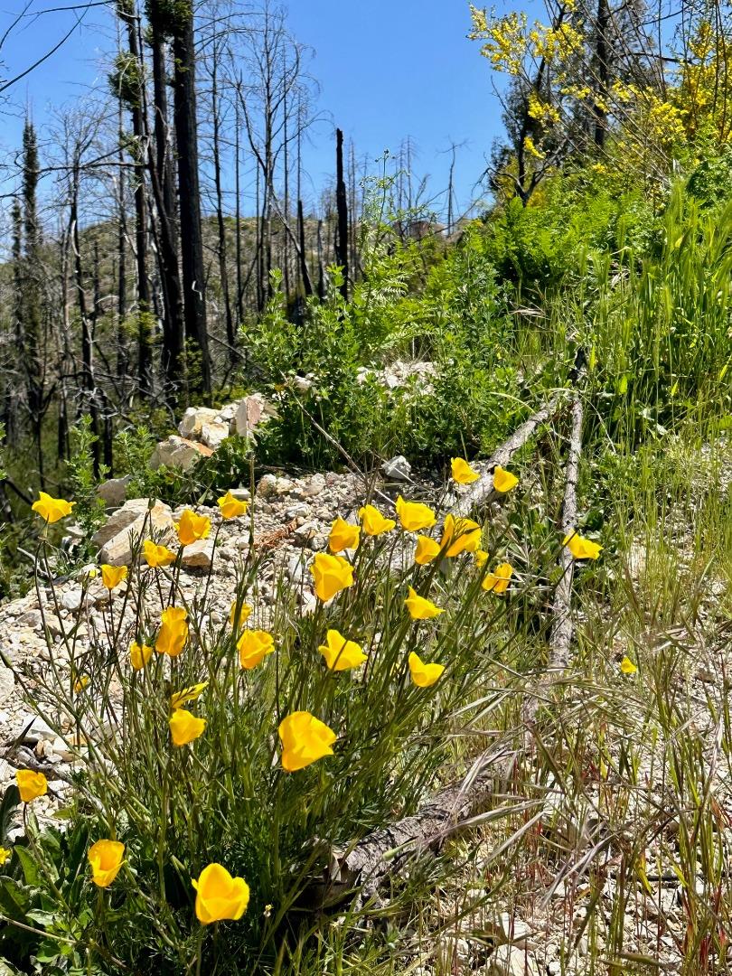 0 S Pine Mountain Rd., Davenport, CA 95017 Beds Baths (Canceled