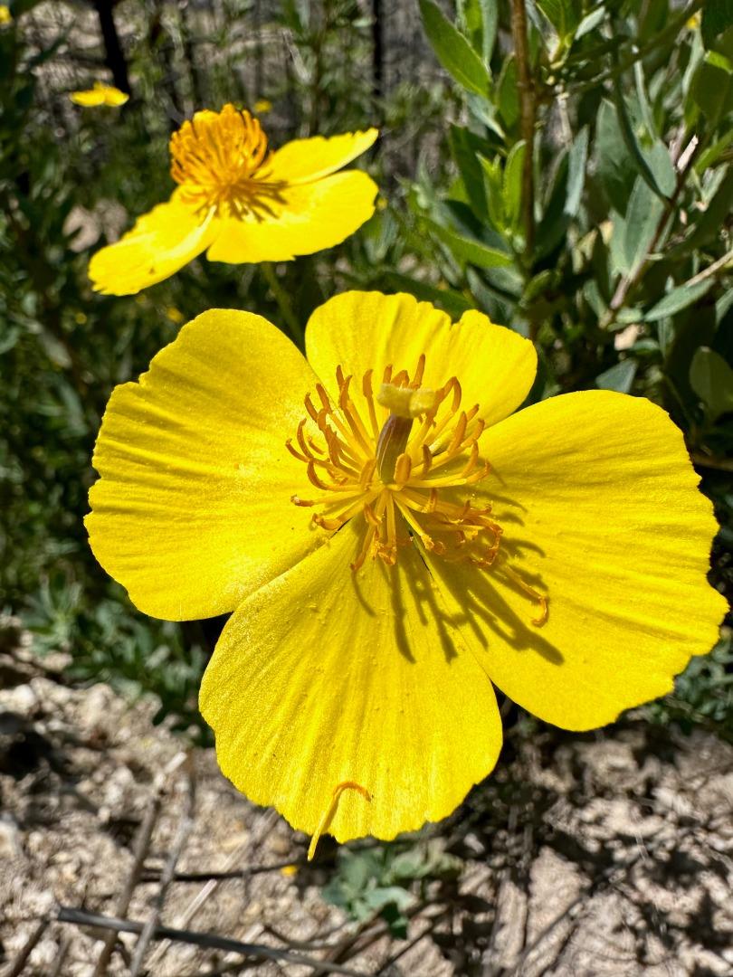 0 S Pine Mountain Rd., Davenport, CA 95017 Beds Baths (Canceled