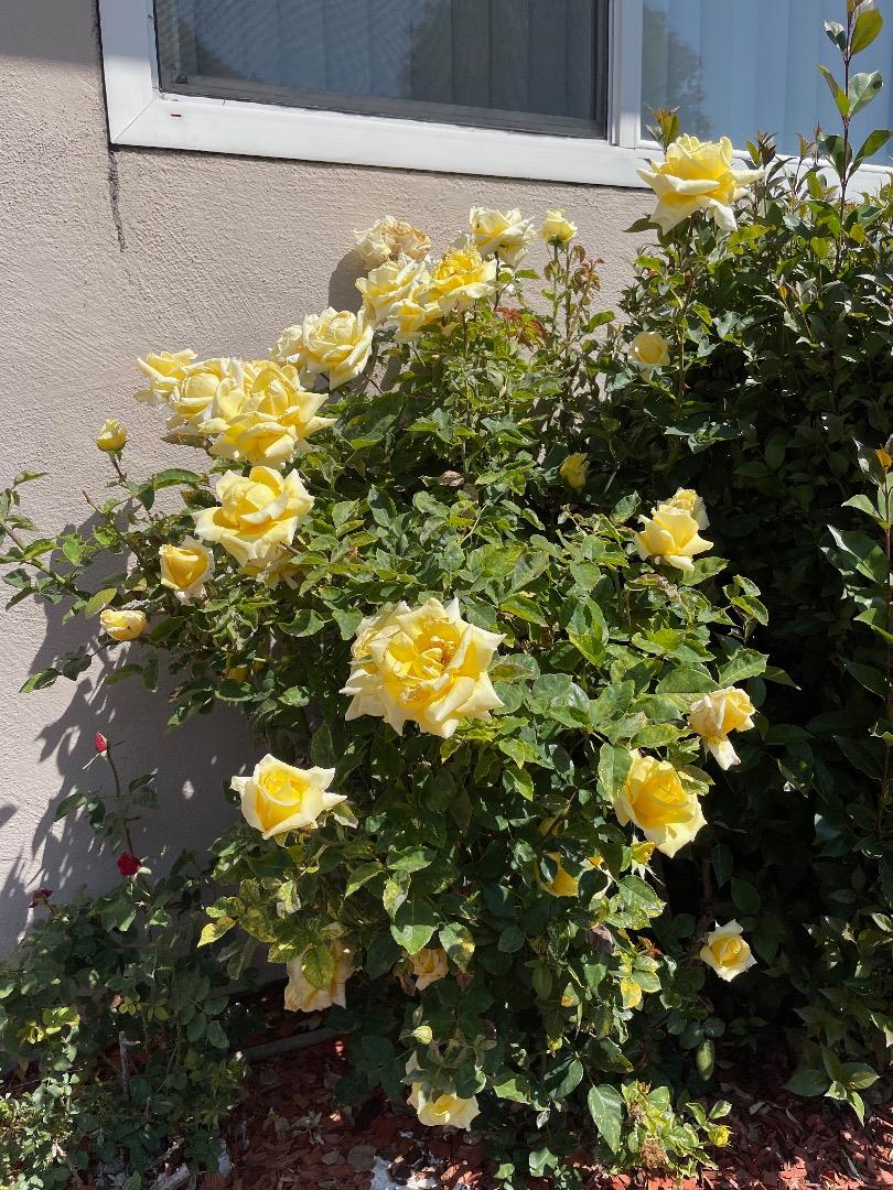 Detail Gallery Image 14 of 18 For 3569 Agate Dr #6,  Santa Clara,  CA 95051 - 2 Beds | 1 Baths