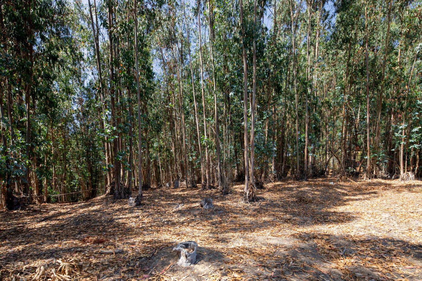Detail Gallery Image 5 of 43 For 7600 Pine Tree Way, Salinas,  CA 93907 - 3 Beds | 2 Baths